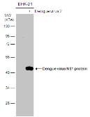 Anti-Dengue virus NS1 protein antibody used in Western Blot (WB). GTX103346